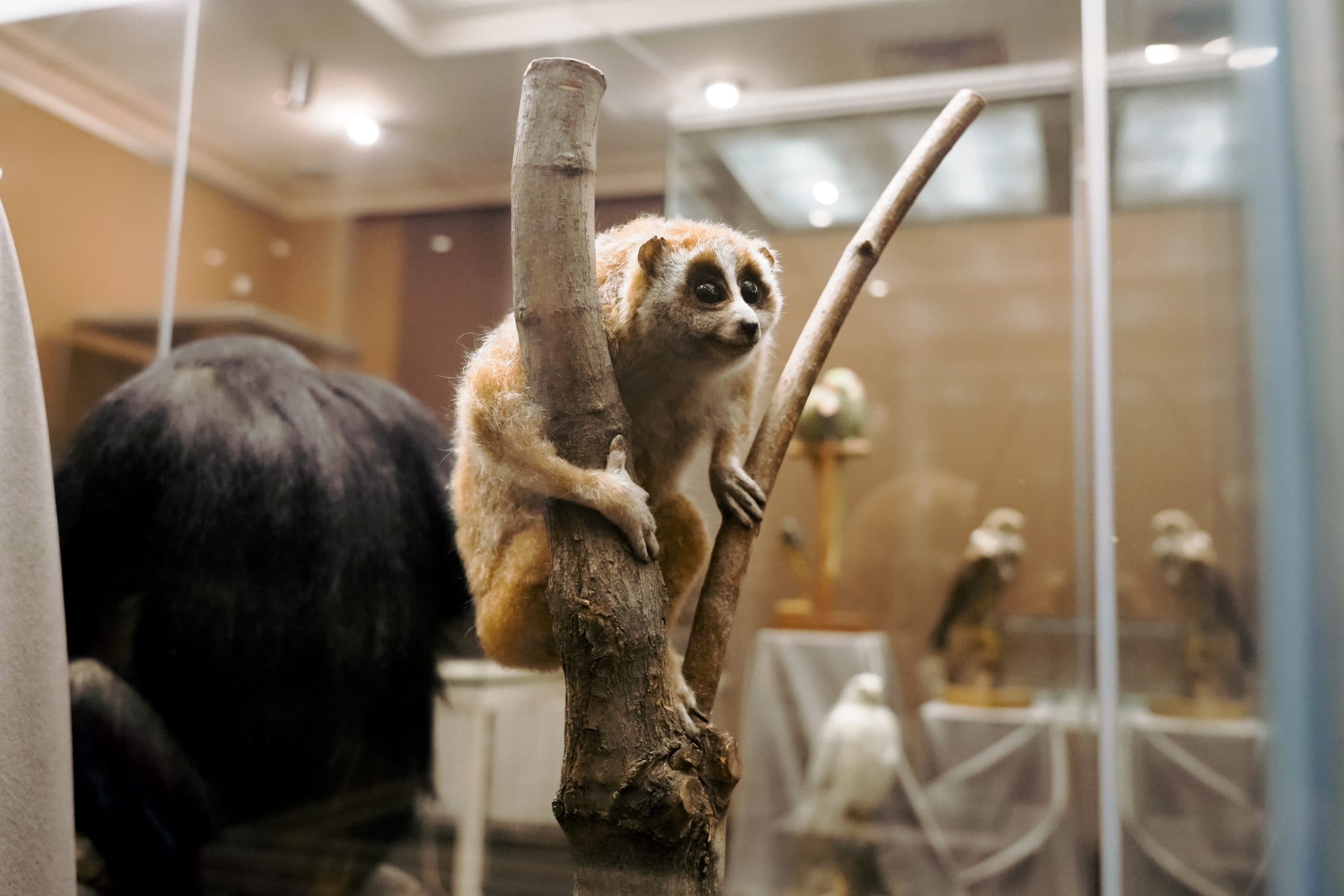 Сокровища контрабандистов